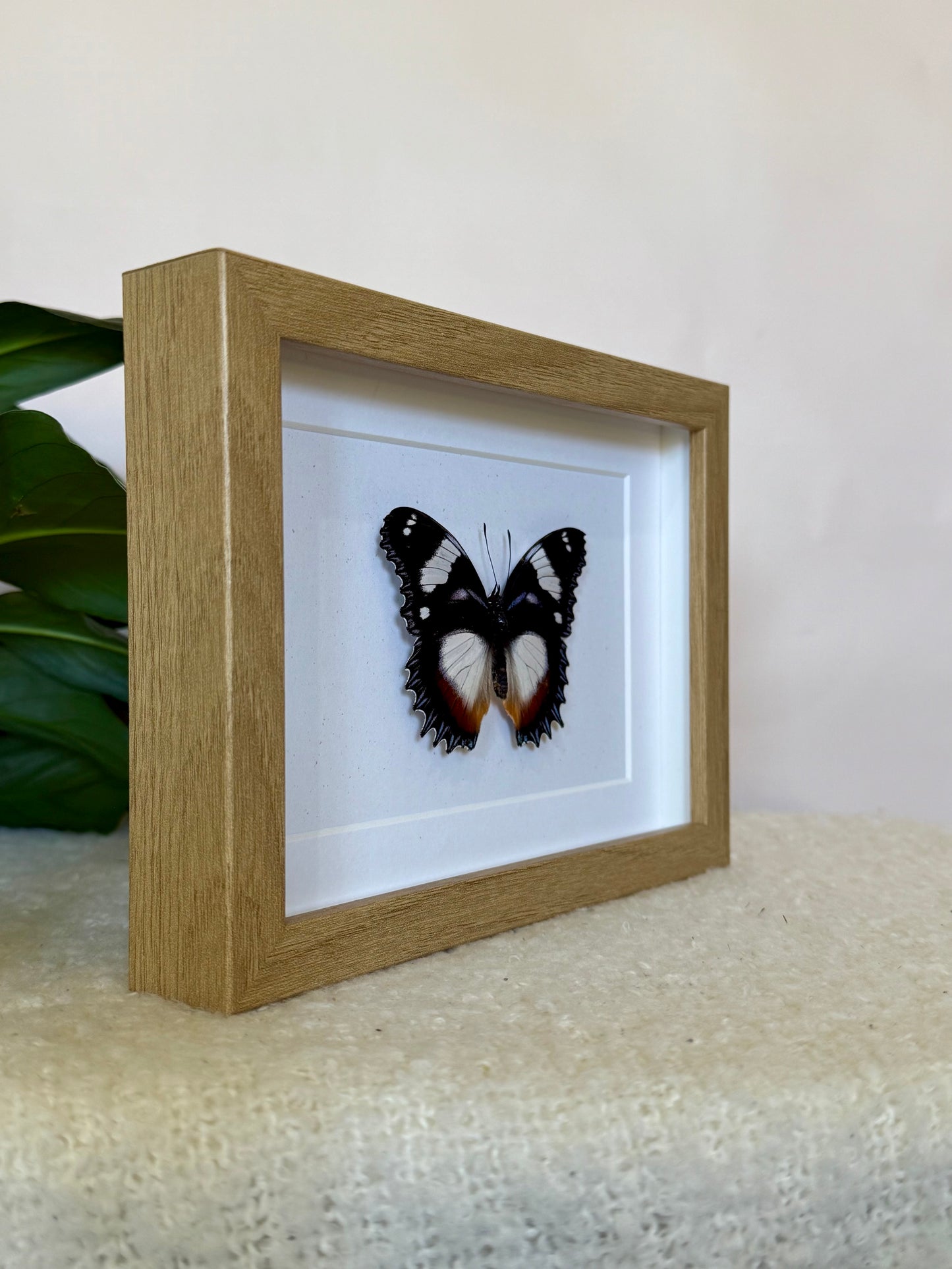 Madagascar Diadem Butterfly