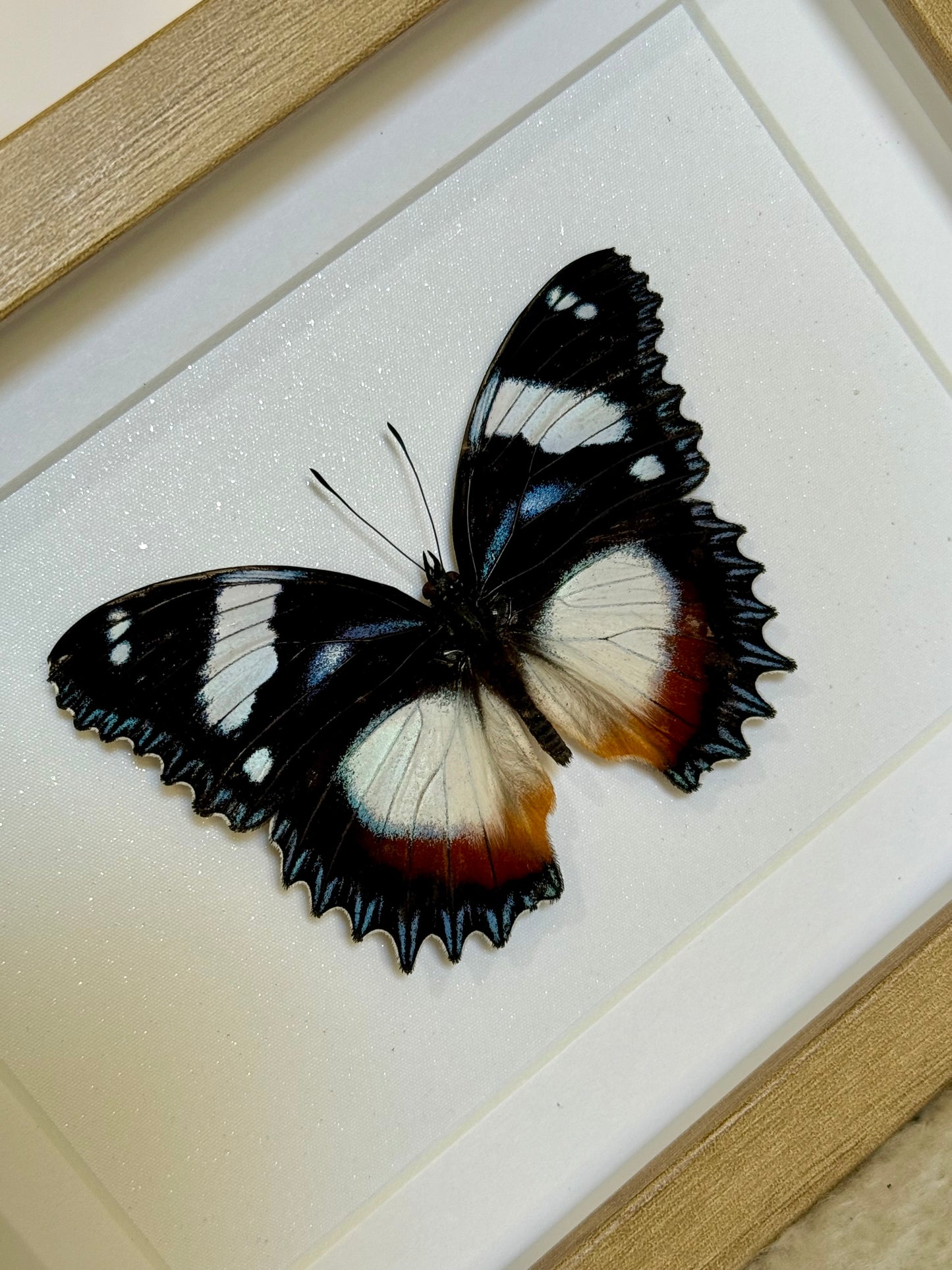 Madagascar Diadem Butterfly