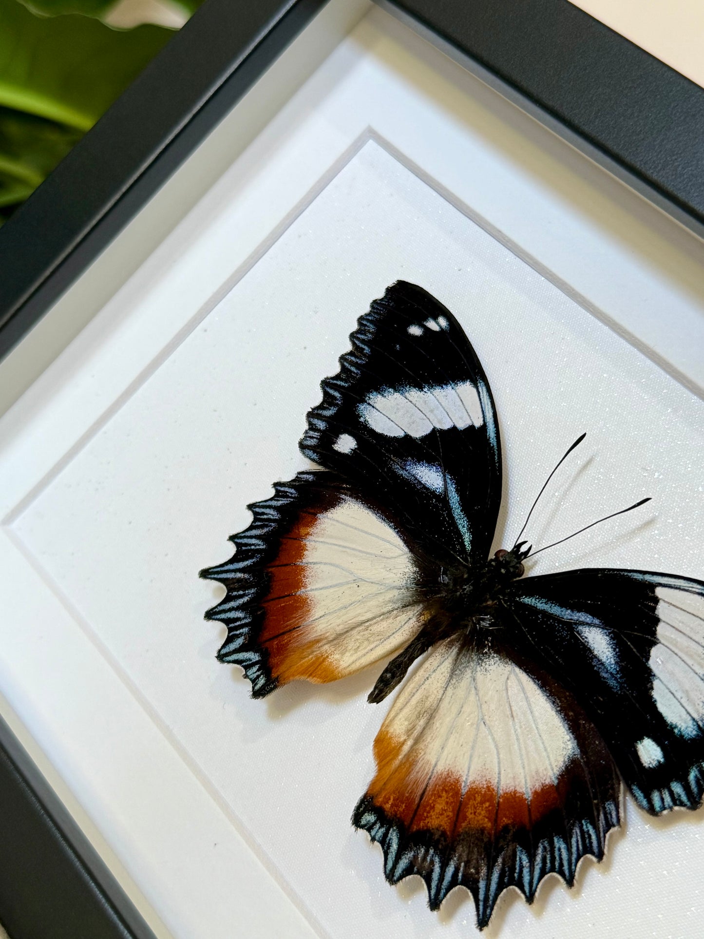 Madagascar Diadem Butterfly
