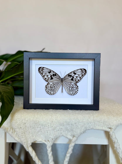 Linnaeus Tree Nymph Butterfly