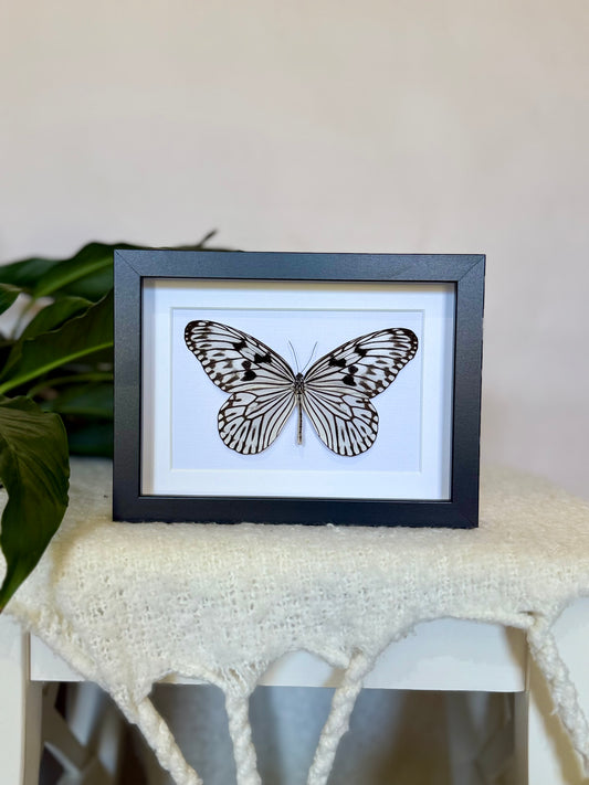 Linnaeus Tree Nymph Butterfly