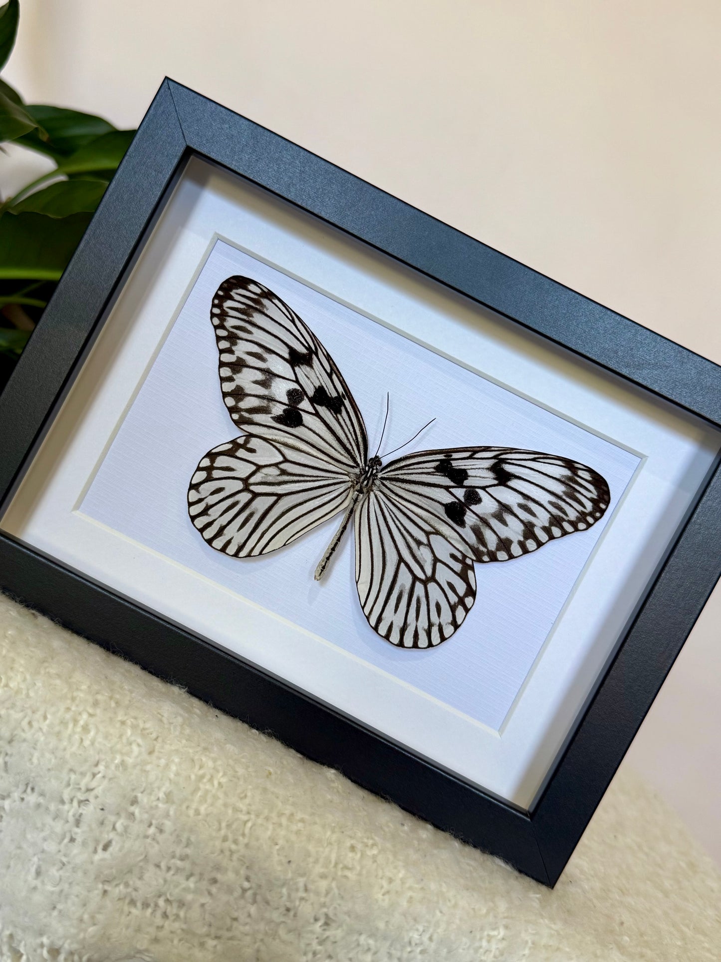 Linnaeus Tree Nymph Butterfly