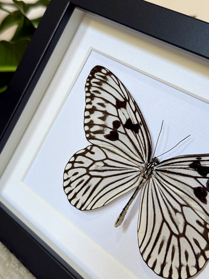 Linnaeus Tree Nymph Butterfly