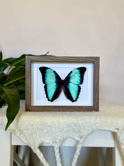 Scarce Morpho Butterfly