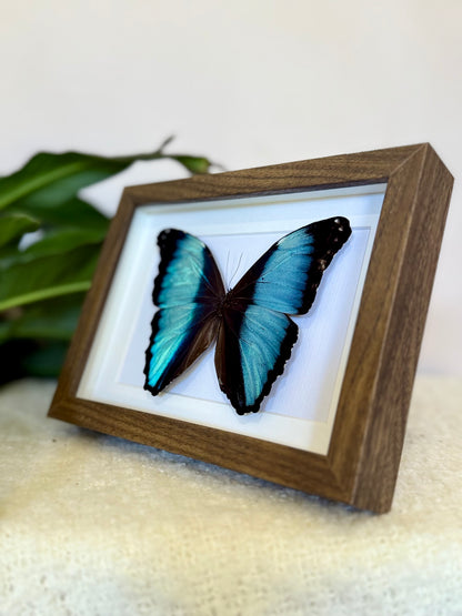 Scarce Morpho Butterfly