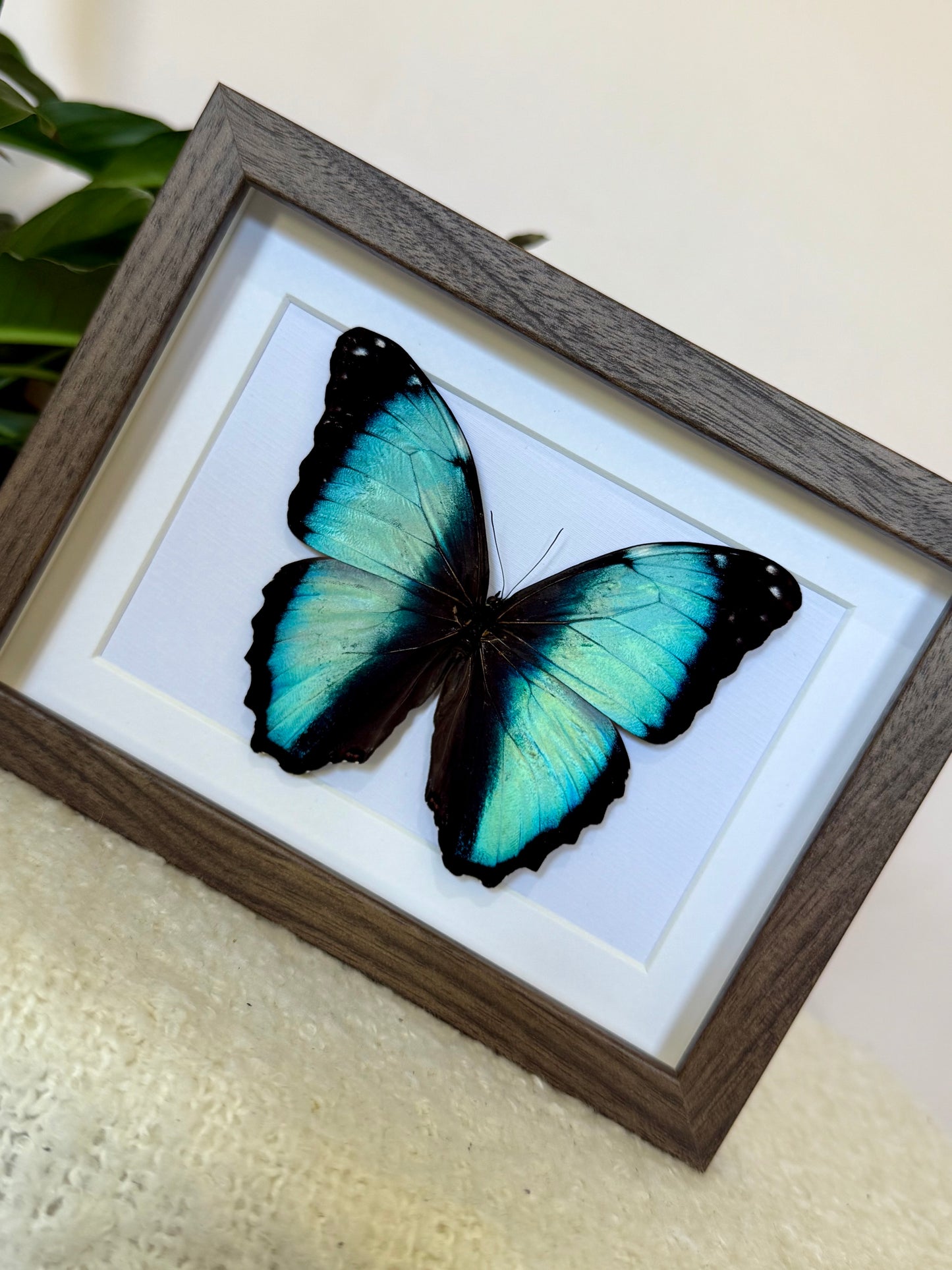 Scarce Morpho Butterfly