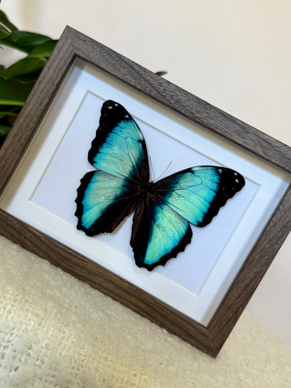 Scarce Morpho Butterfly