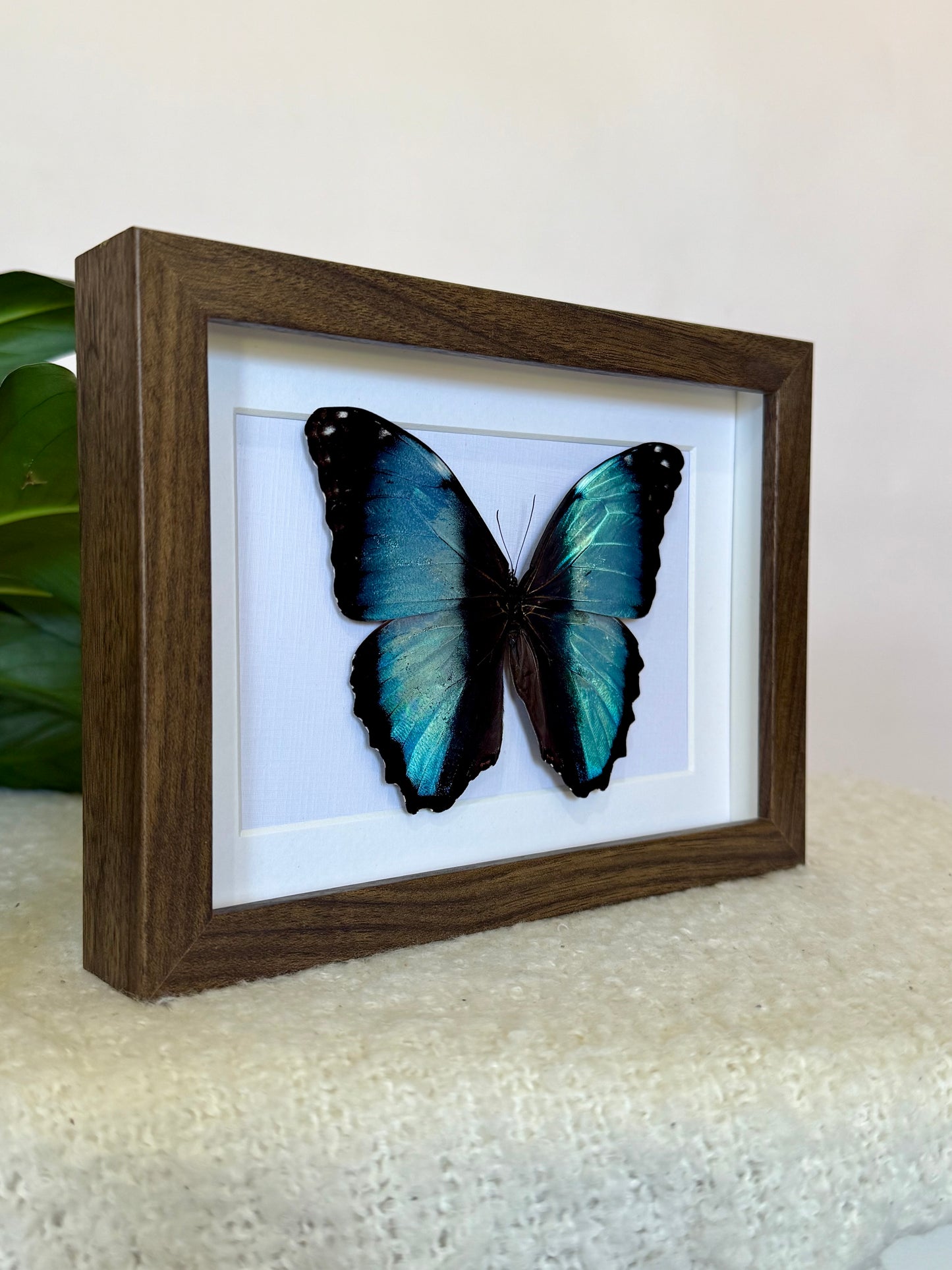 Scarce Morpho Butterfly