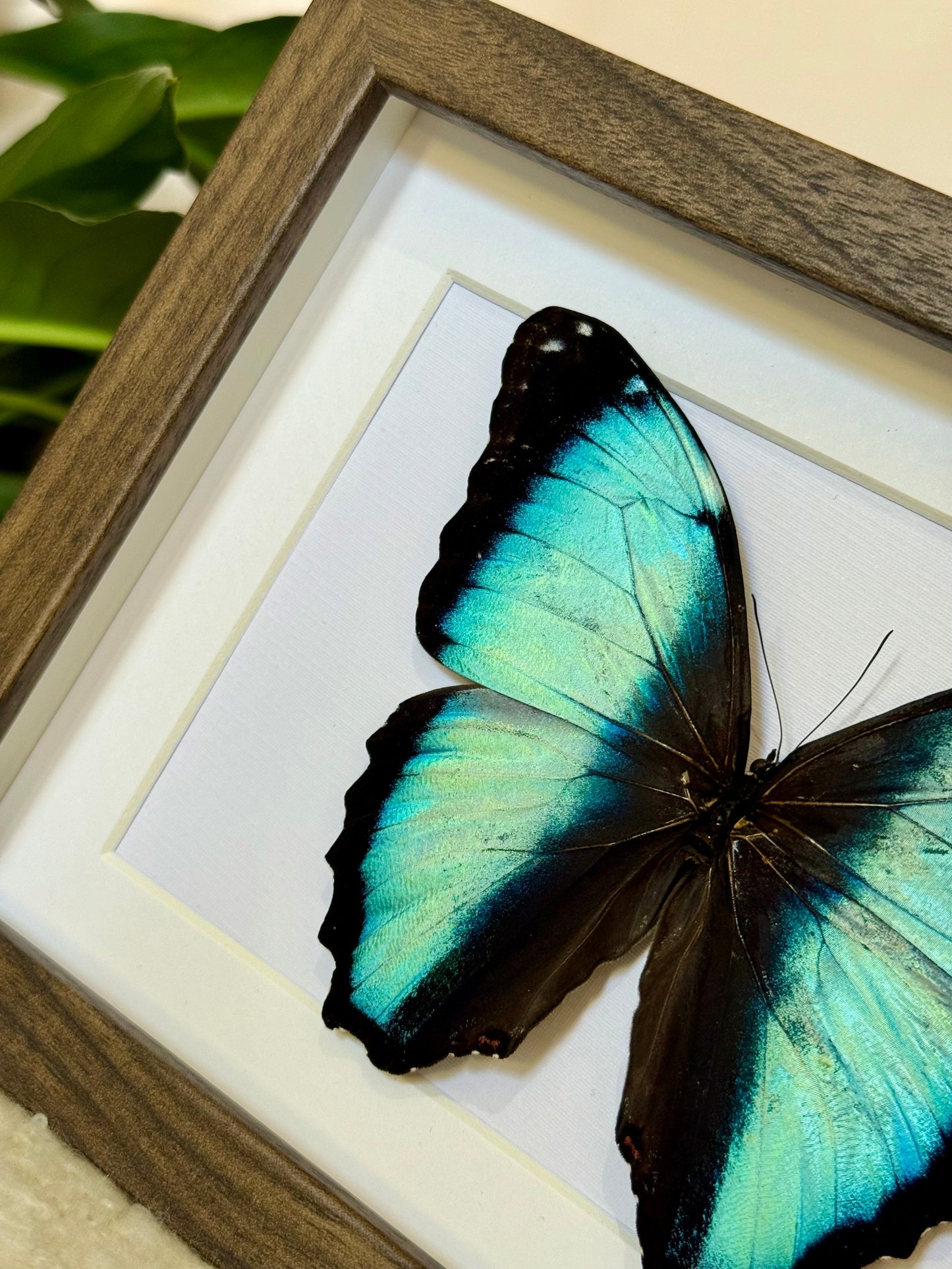 Scarce Morpho Butterfly
