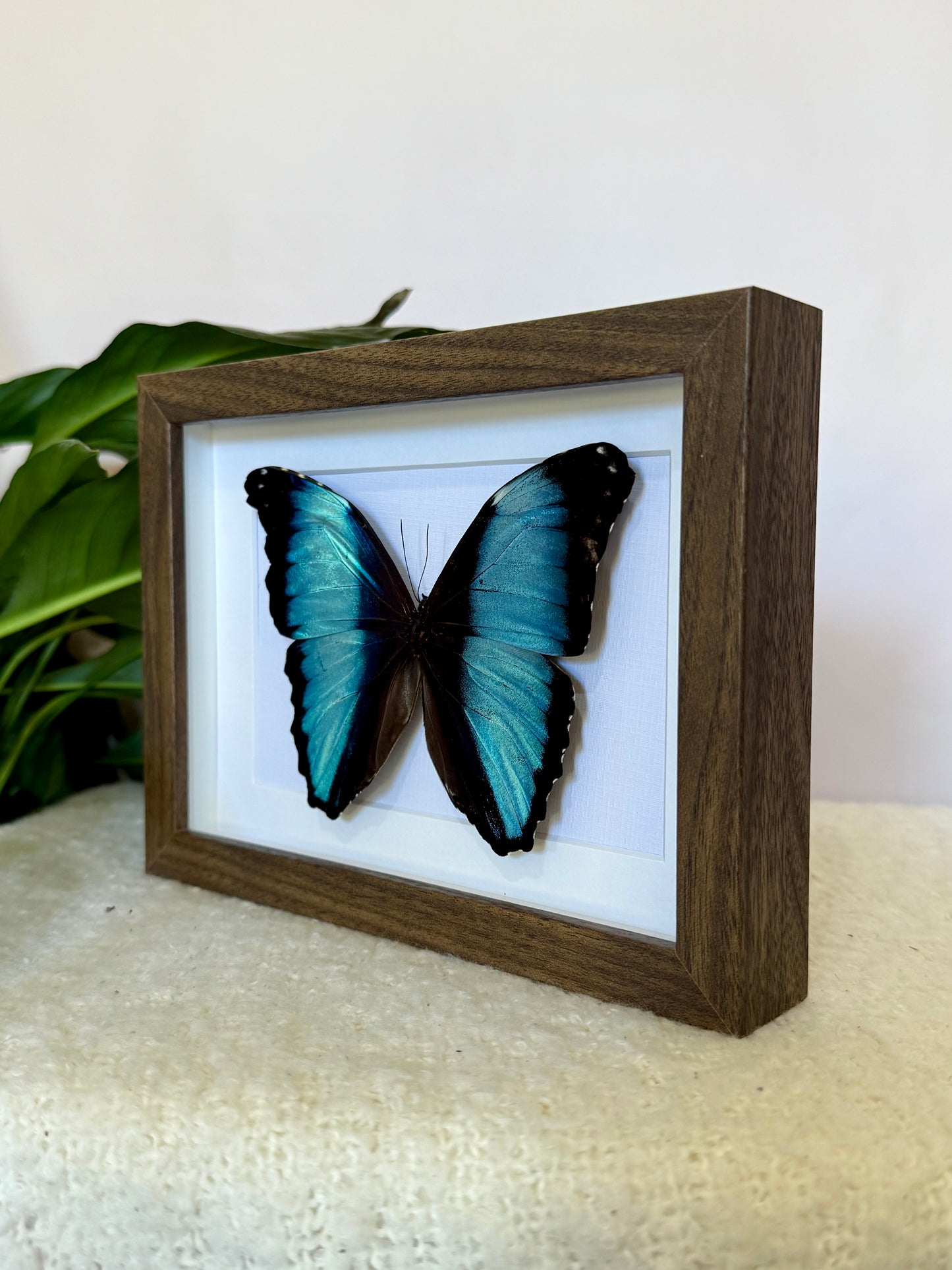 Scarce Morpho Butterfly