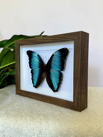 Scarce Morpho Butterfly