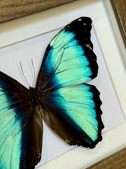Scarce Morpho Butterfly