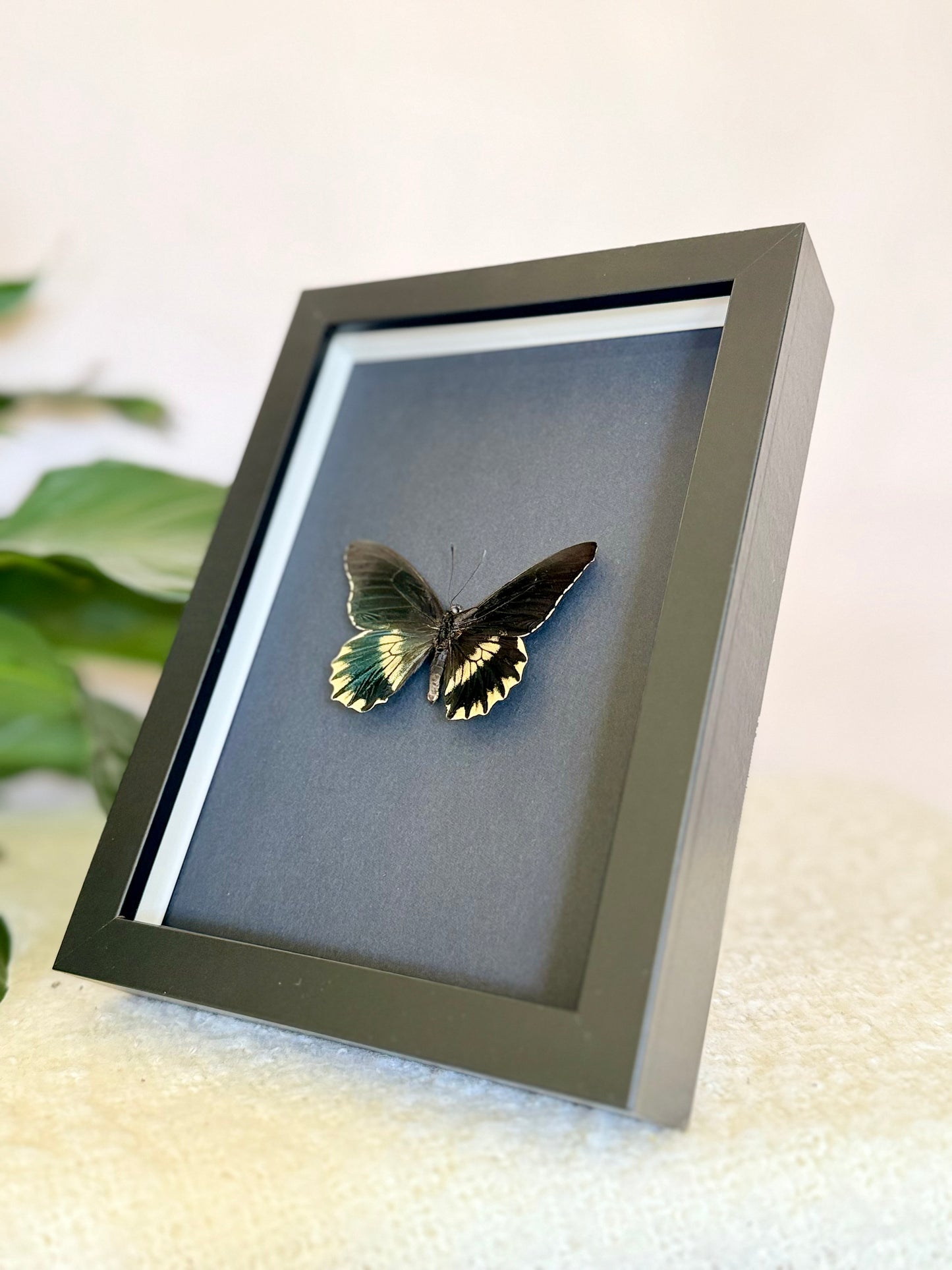 Gold Rim Swallowtail