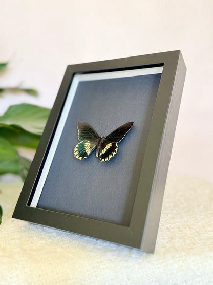 Gold Rim Swallowtail
