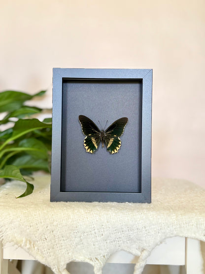 Gold Rim Swallowtail
