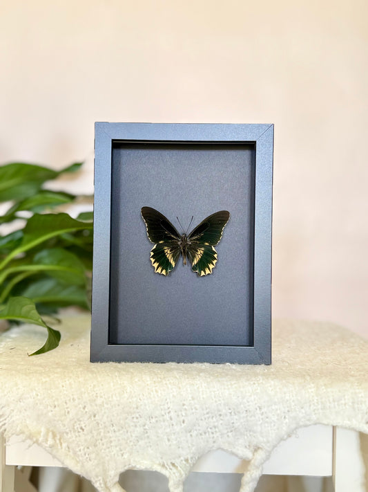 Gold Rim Swallowtail