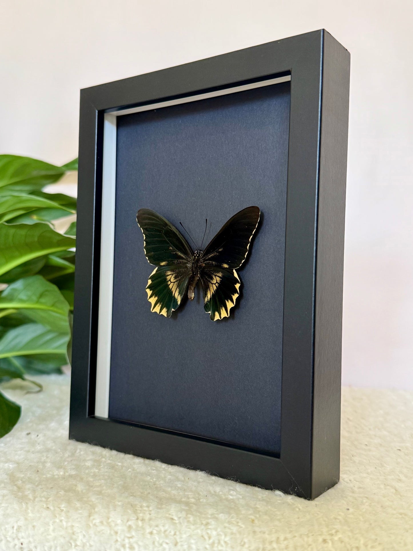 Gold Rim Swallowtail