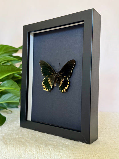 Gold Rim Swallowtail