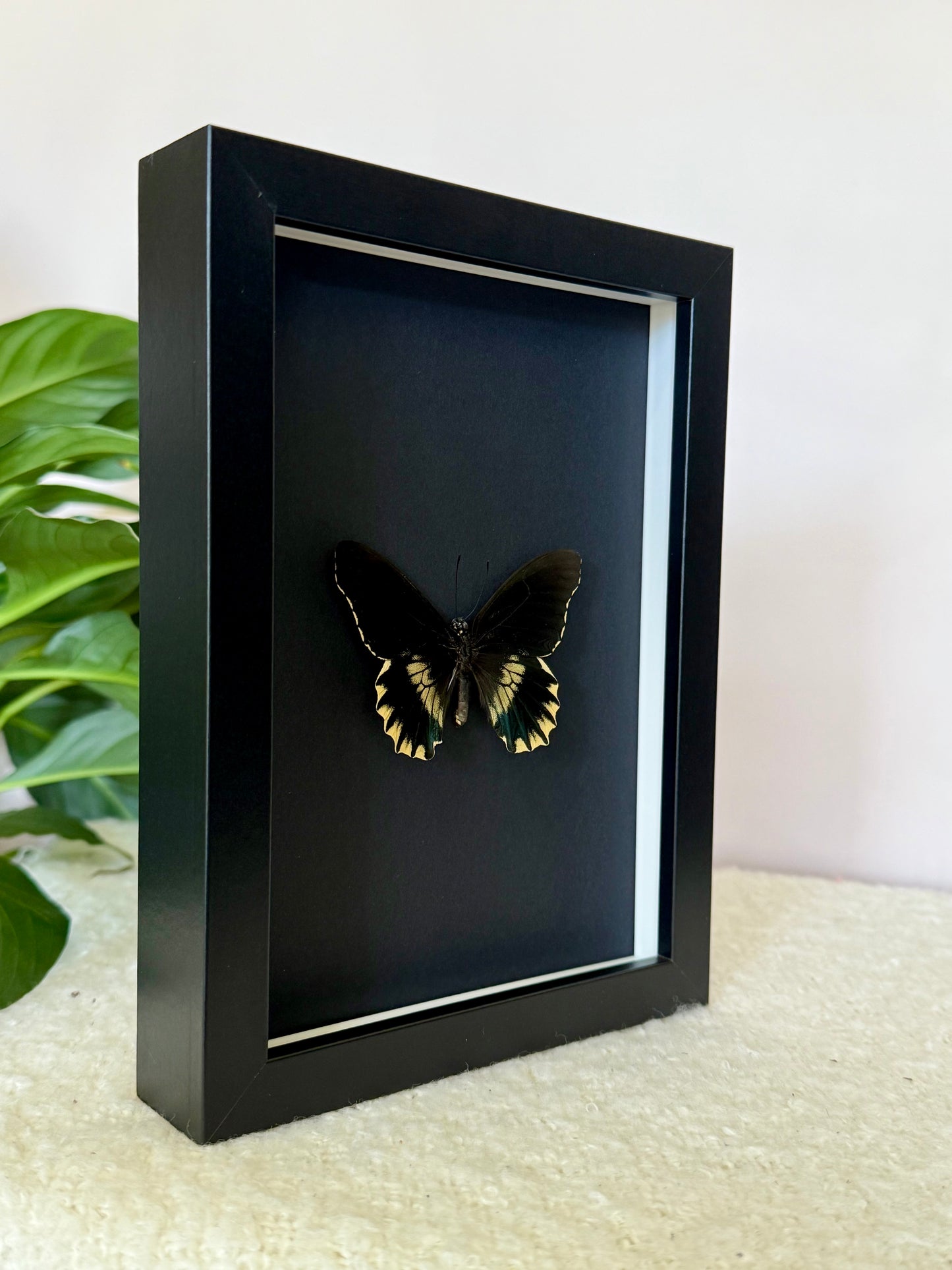 Gold Rim Swallowtail