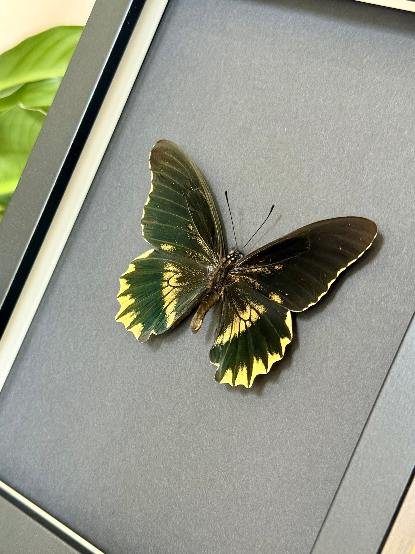 Gold Rim Swallowtail