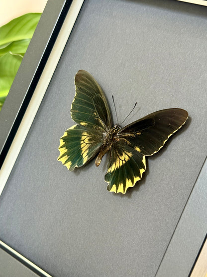 Gold Rim Swallowtail