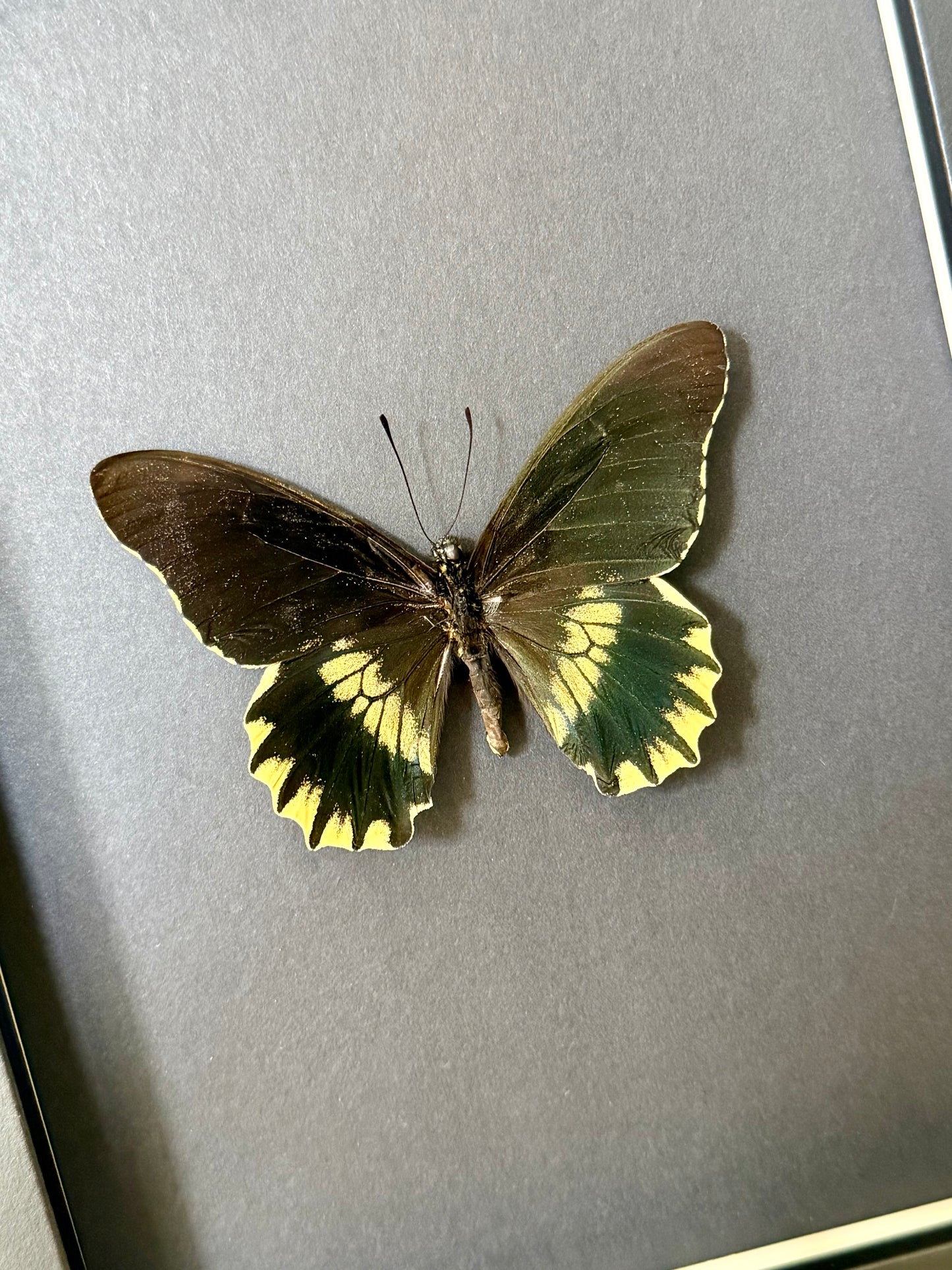 Gold Rim Swallowtail