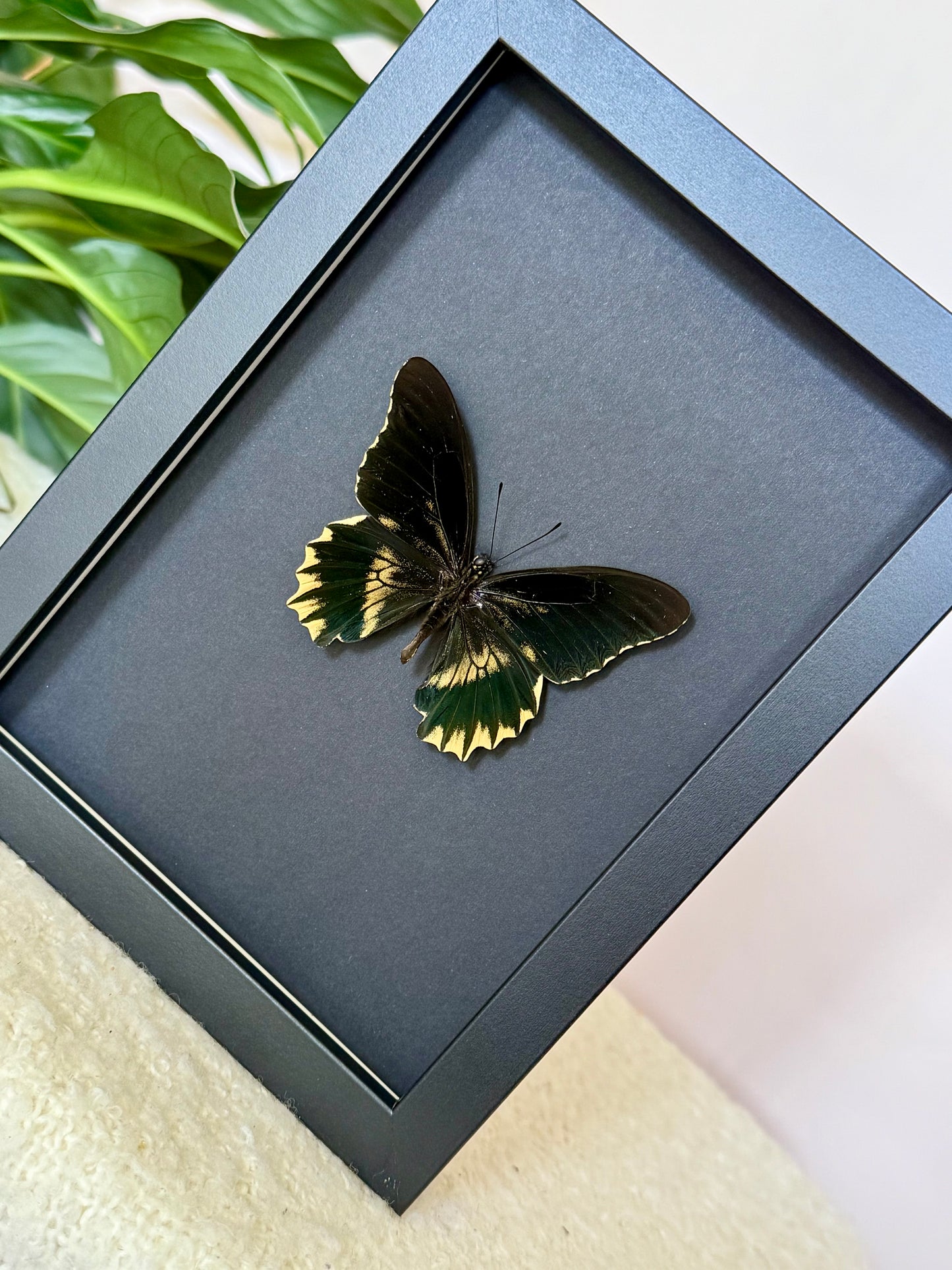 Gold Rim Swallowtail