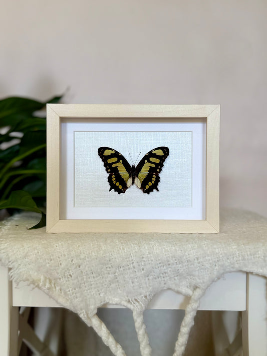 Malachite Butterfly