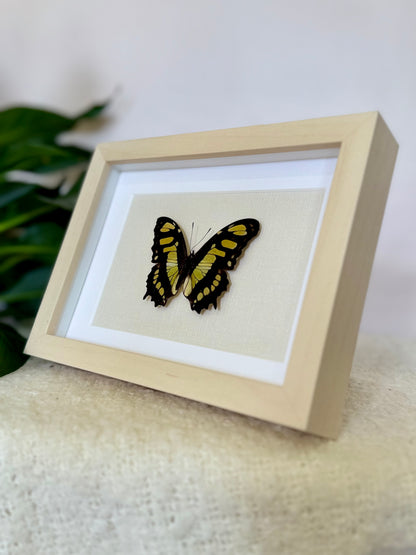 Malachite Butterfly