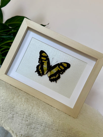 Malachite Butterfly