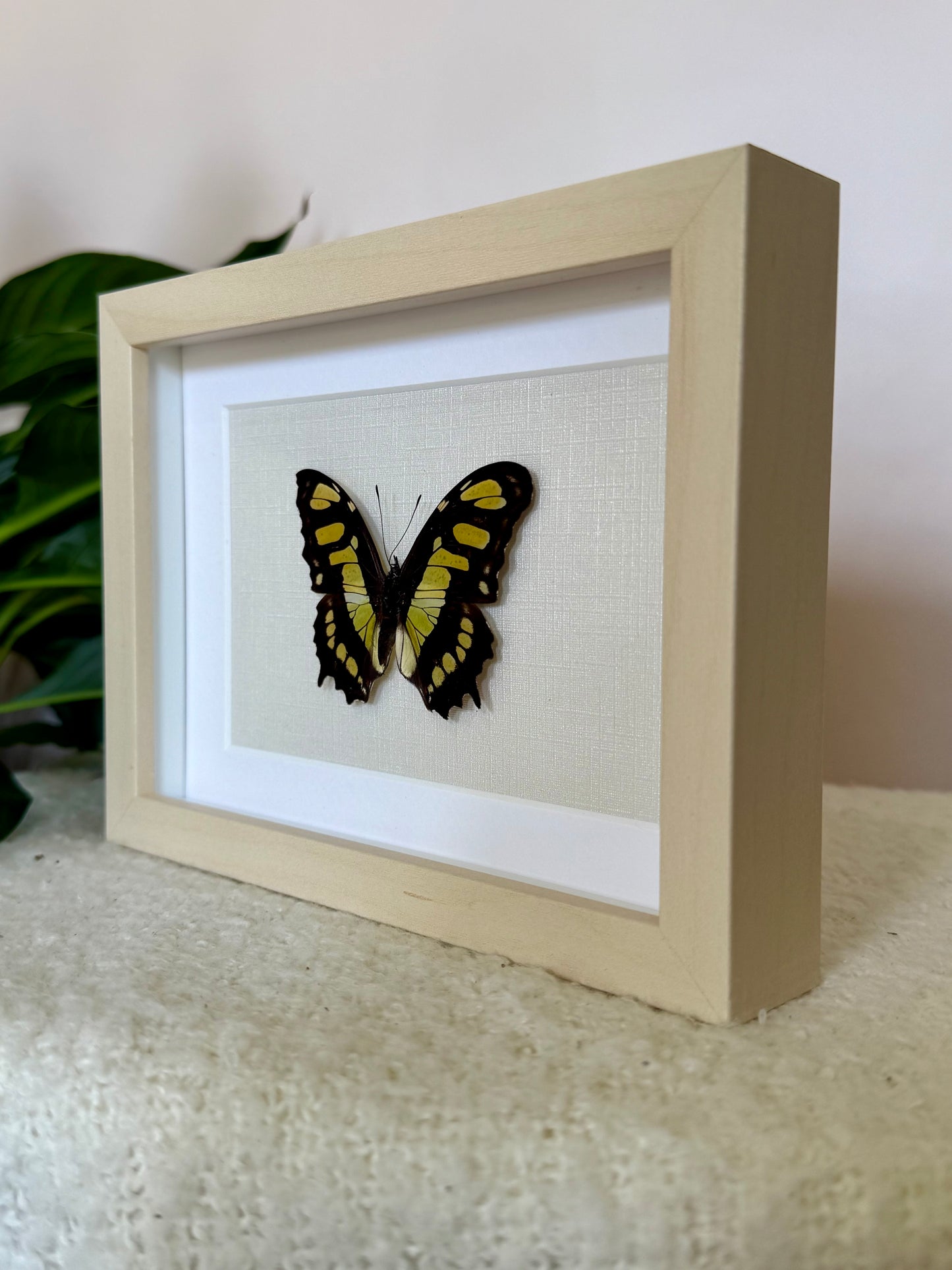 Malachite Butterfly