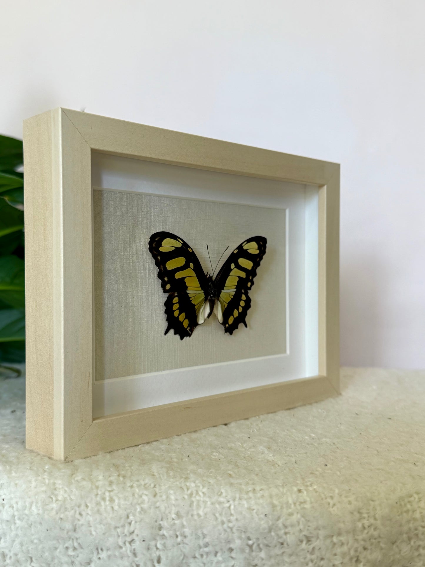 Malachite Butterfly