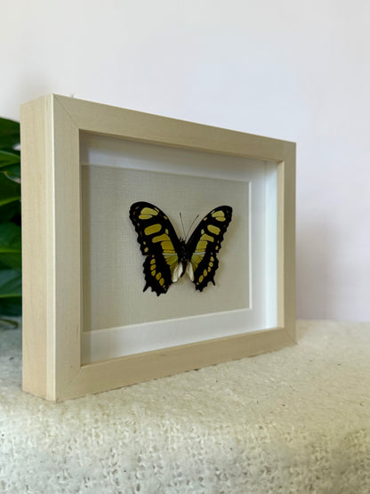 Malachite Butterfly