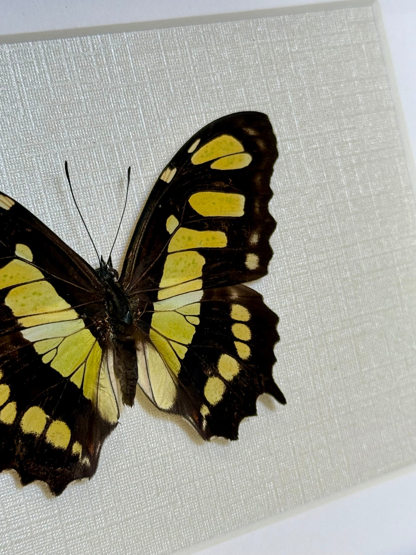 Malachite Butterfly