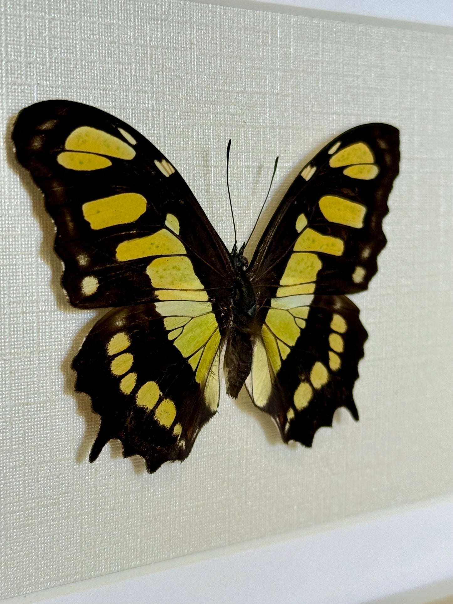 Malachite Butterfly