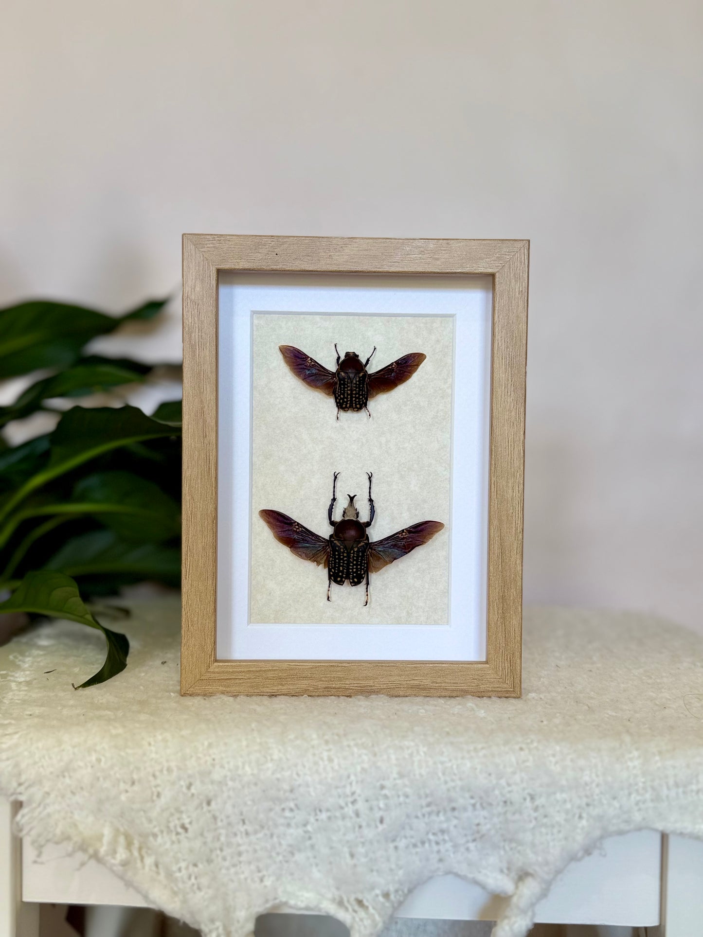 African Flower Beetle Pair