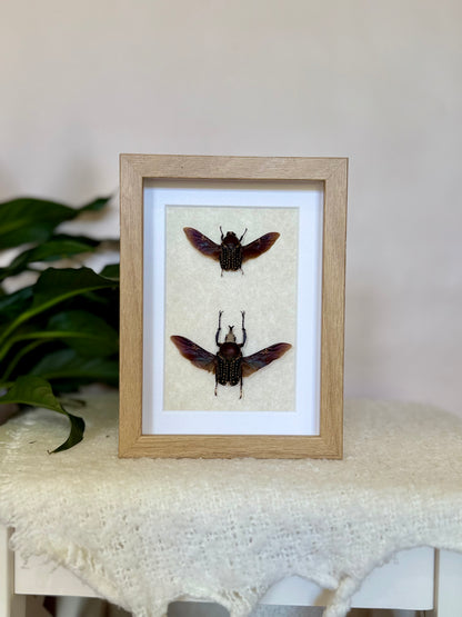African Flower Beetle Pair