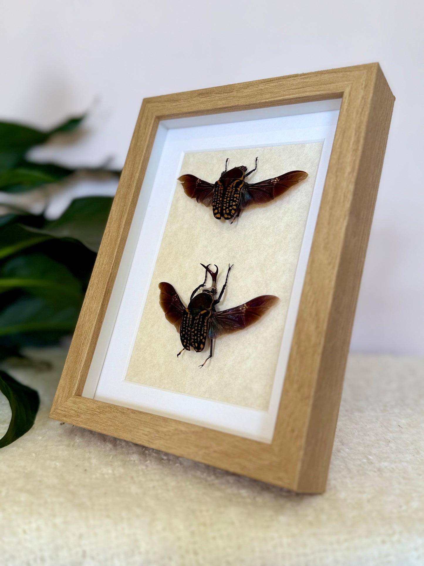 African Flower Beetle Pair