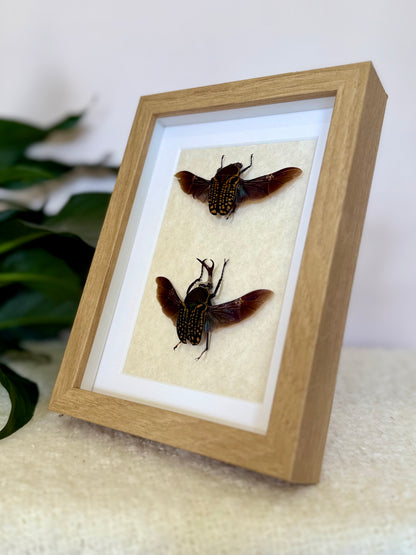 African Flower Beetle Pair