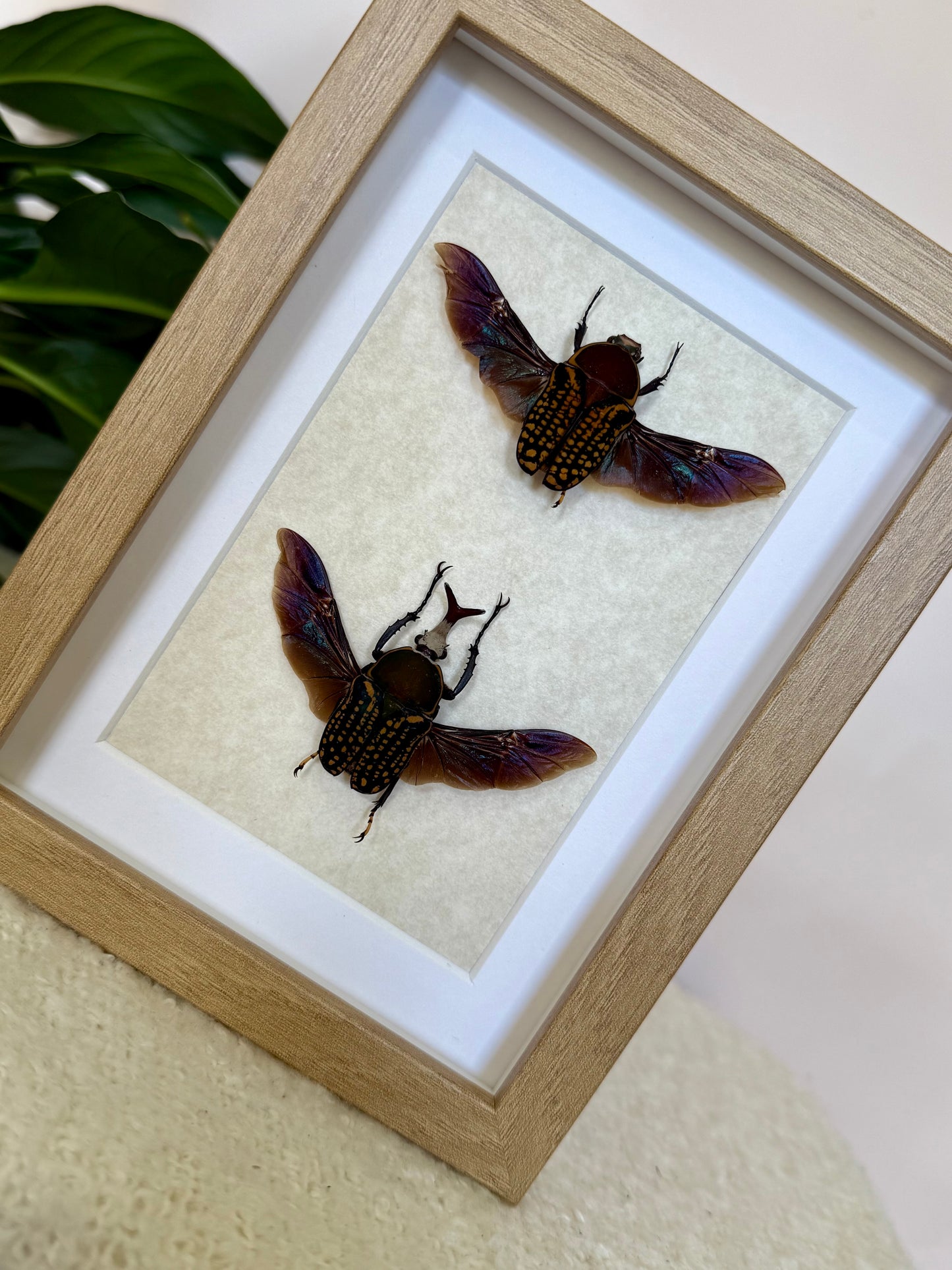 African Flower Beetle Pair