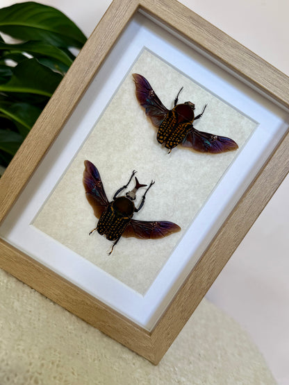 African Flower Beetle Pair