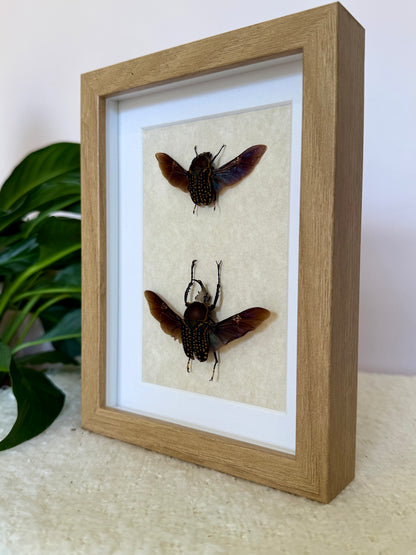 African Flower Beetle Pair