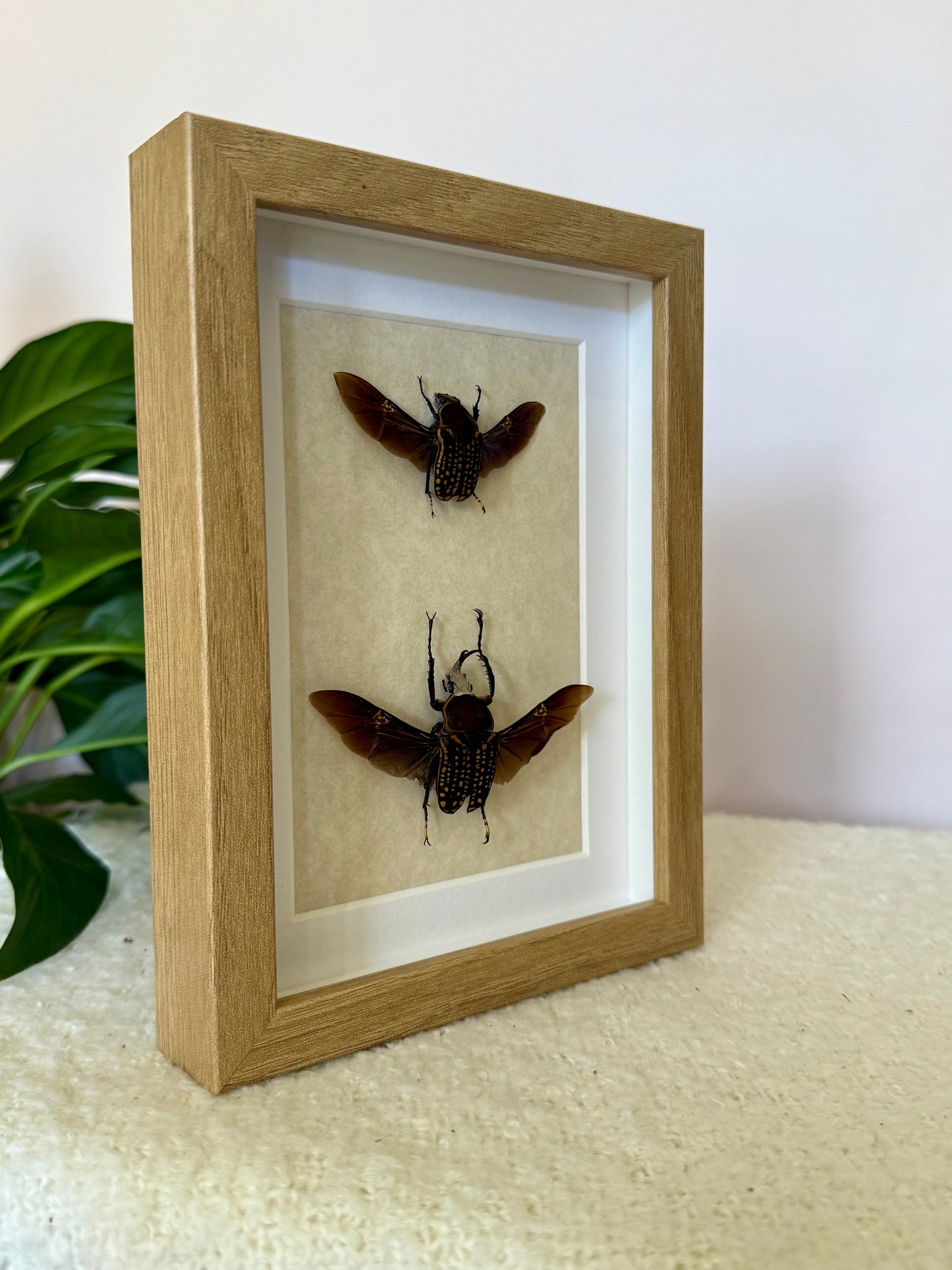 African Flower Beetle Pair