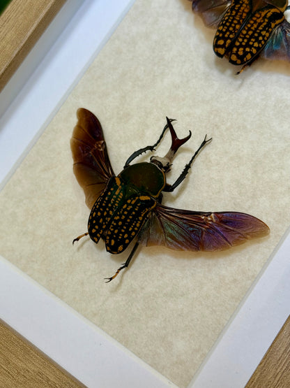African Flower Beetle Pair