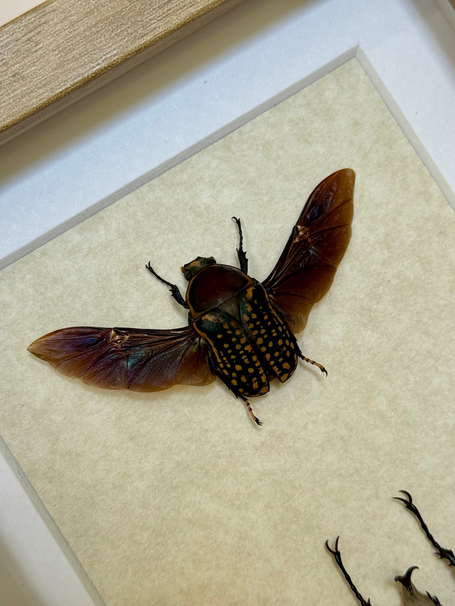African Flower Beetle Pair