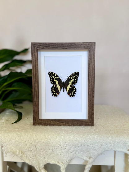 Citrus Swallowtail