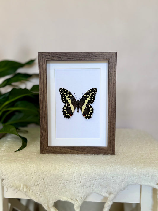 Citrus Swallowtail