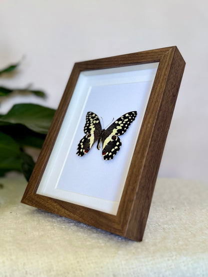 Citrus Swallowtail