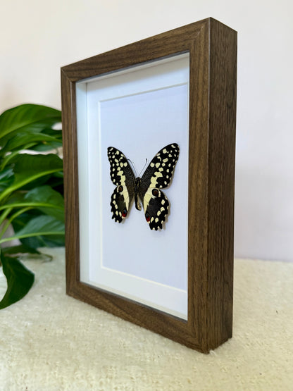 Citrus Swallowtail