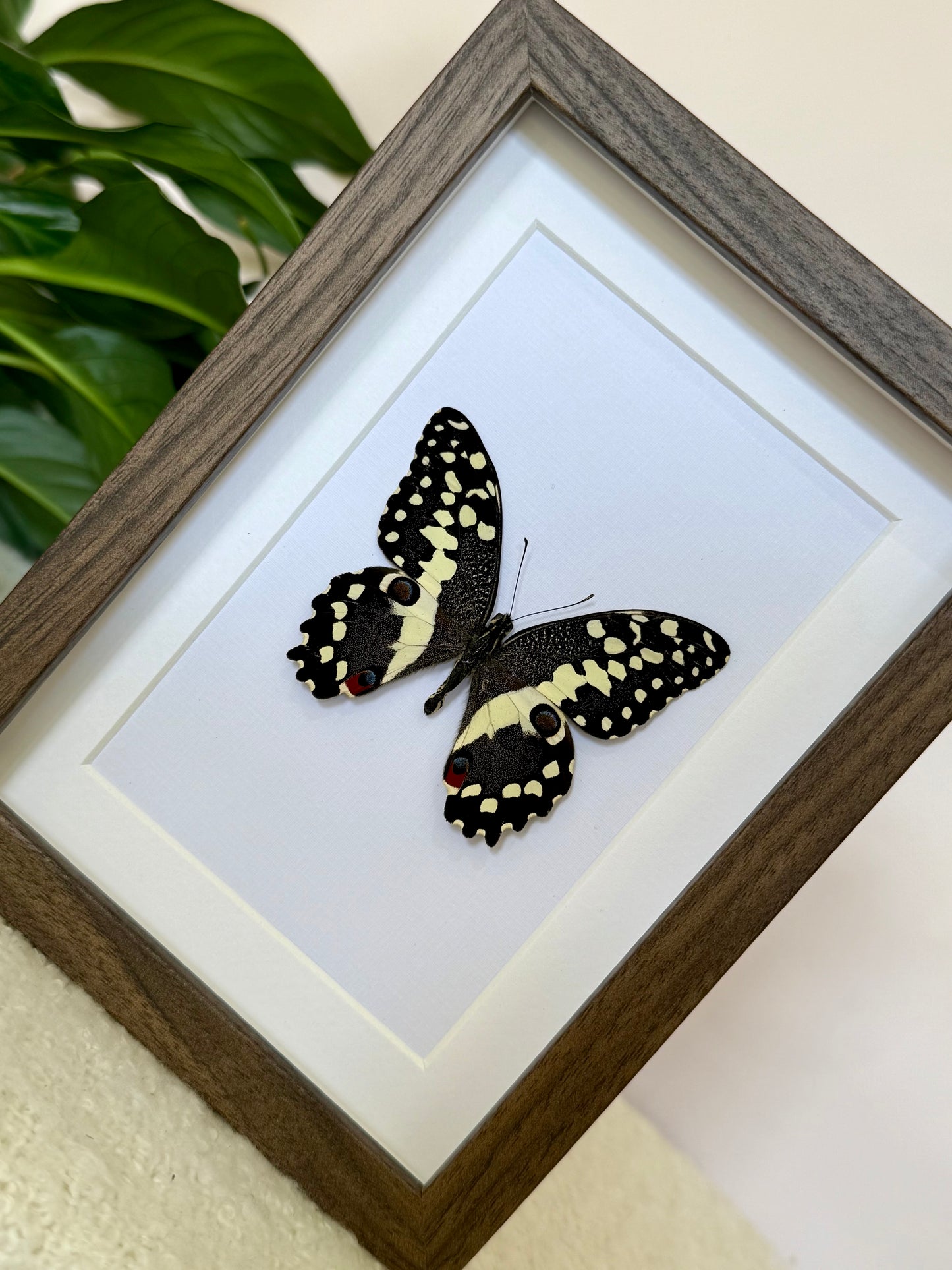 Citrus Swallowtail
